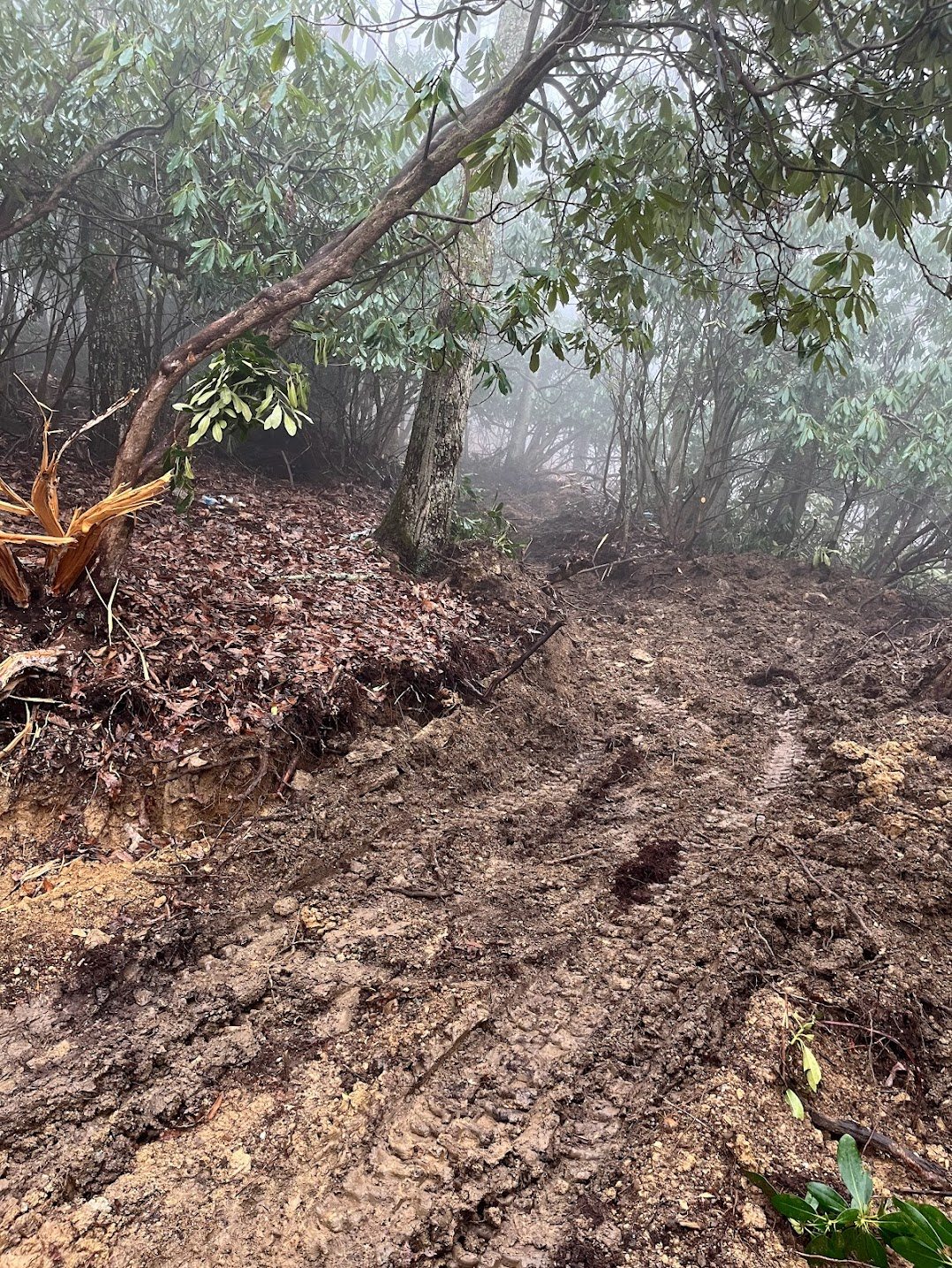 Muddy access trail cut through fog and rhododendron, fresh tire tracks visible in the graded soil